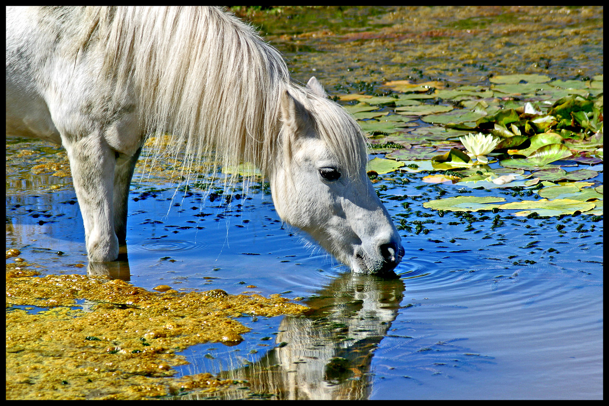 First - Richard Green